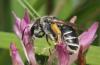 Andrena ovata